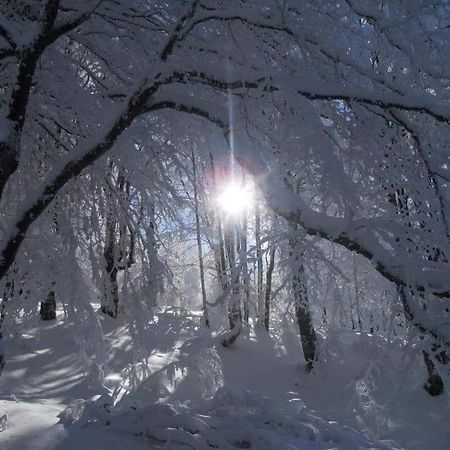 Stara Planina Vila Vesela Kuca Jalovik Izvor 外观 照片